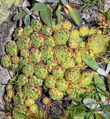 Dachwurz Mondschein - Sempervivum cultorum