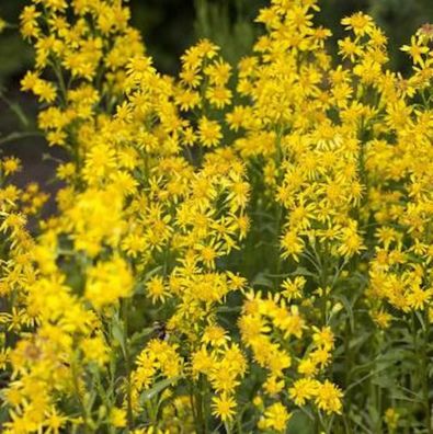 Goldrute Goldkind - Solidago