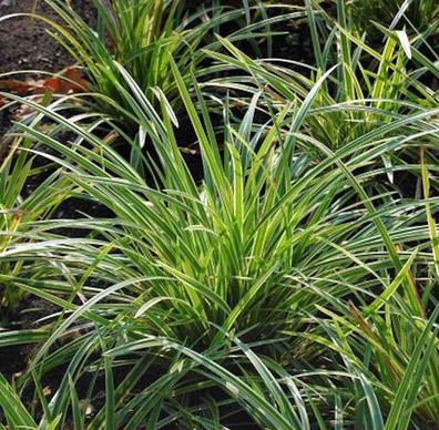 Teppich Japan Segge Ice Dance - großer Topf - Carex foliosissima