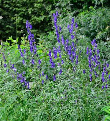 Eisenhut blau - Aconitum napellus