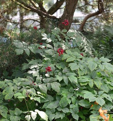 Christophskraut Rubra - Actaea rubra