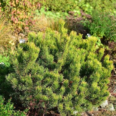 Gelbe Zwergkiefer Ophir 30-40cm - Pinus mugo