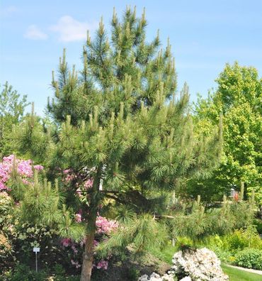 Chinesische Kiefer 40-50cm - Pinus tabuliiformis