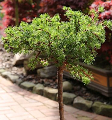 Hochstamm Europäische Lärche Bogle 80-100cm - Larix decidua