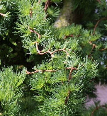 Japanische Korkenzieher Lärche Diana 100-125cm - Larix kaempferi