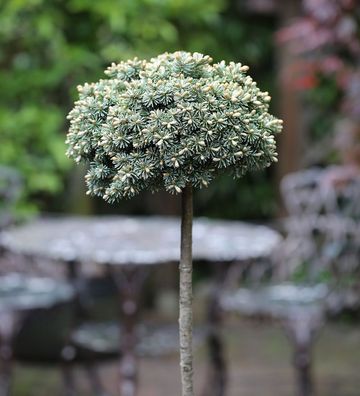 Hochstamm Koreatanne Blauer Eskimo 40-60cm - Abies koreana