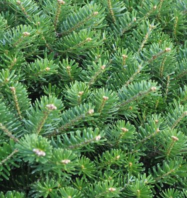 Hochstamm Zwerg Koreatanne Cis 40-60cm - Abies koreana