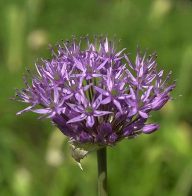 Granat Kugellauch - Allium atropurpureum