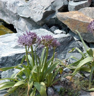 Sternkugellauch - Allium christophii