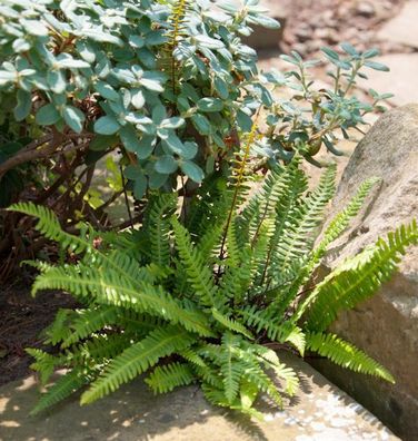 Rippenfarn - Blechnum spicant