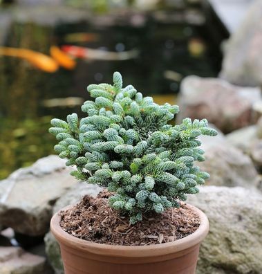 Koreatanne Kohouts Icebreaker 15-20cm - Abies koreana