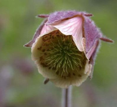 Rosa Bachnelkenwurz - Geum rivale