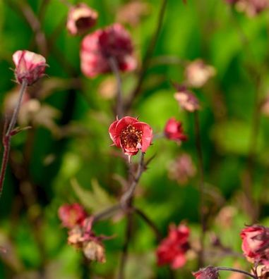 Bachnelkenwurz Flames of Passion - Geum rivale