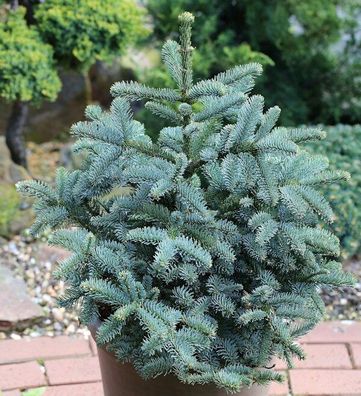 Kompakte Silbertanne Obrighoven 30-40cm - Abies procera