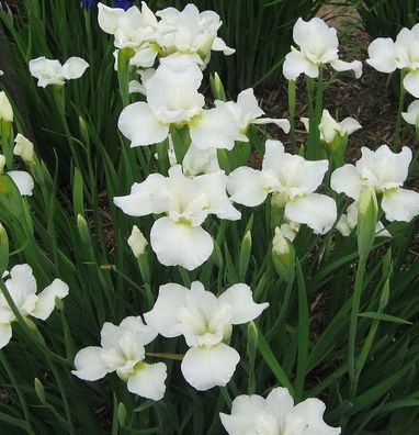 Sibirische Wieseniris Alba - Iris sibirica