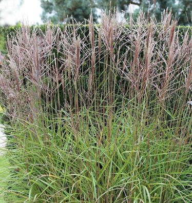 Chinaschilf Nippon - Miscanthus sinensis