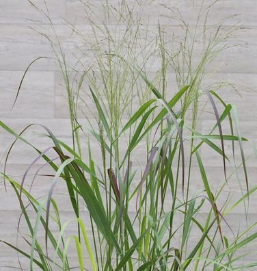 Rutenhirse Squaw - Panicum virgatum