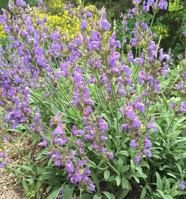 Spanische Salbei - Salvia lavandulifolia