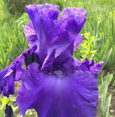 Schwertlilie Dusky Challenger - Iris barbata