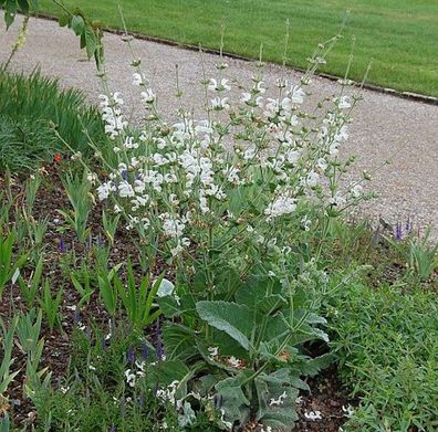 Muskatellersalbei Vatican White - Salvia sclarea