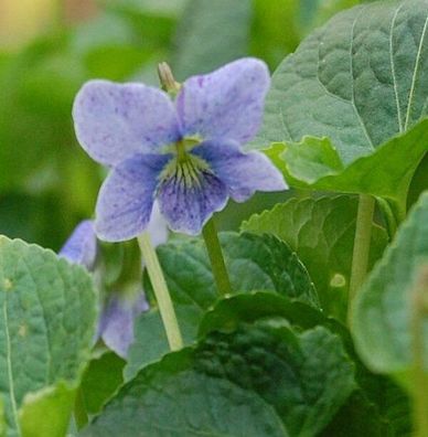Pfingst Veilchen Dark Freckels - Viola sororia