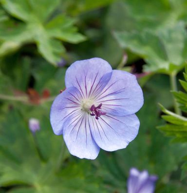 Storchschnabel Azure Rush - Geranium cultorum