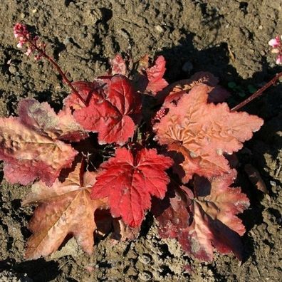 Purpurglöckchen Autumn Leaves - Heuchera micrantha