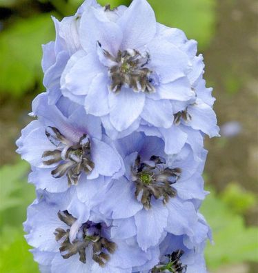 Rittersporn Elmhimmel - Delphinium belladonna