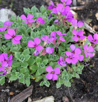 Blaukissen Sauerland - Aubrieta cultorum