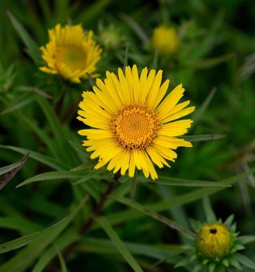 Zwergalant - Inula enisfolia