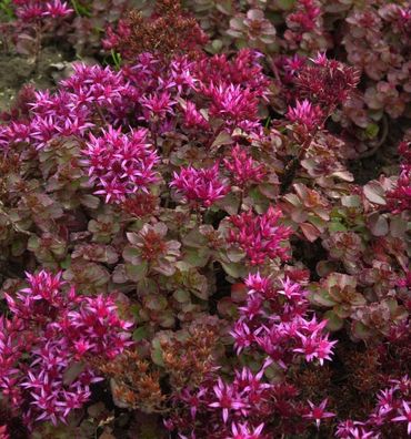 Kaukasus Asienfetthenne Fuldaglut - Sedum spurium