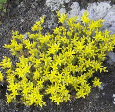 Milde Mauerpfeffer - Sedum sexangulare