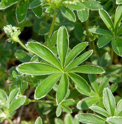 Felsen Frauenmantel - Alchemilla saxatilis