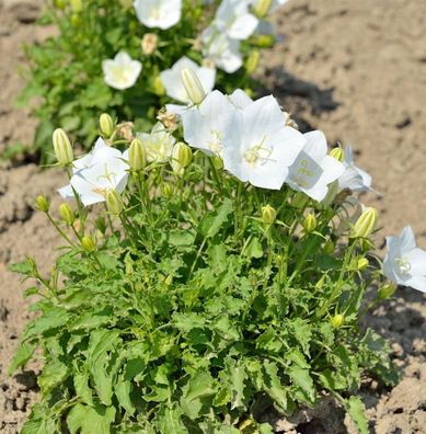 Karpaten Glockenblume Weiße Clips - Campanula carpatica