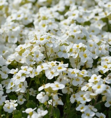 Gänsekresse Schneehaube - Arabis caucasica