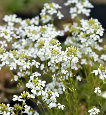 Schaumkresse Glacier - Arabis procurrens