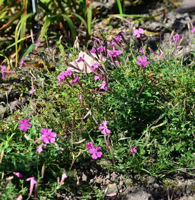 Leimkraut Persian Carpet - Silene schafta