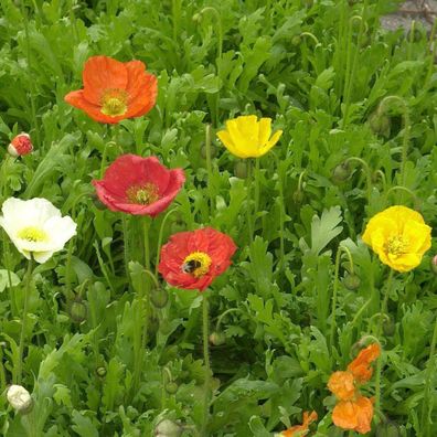 Islandmohn Champ Bubbles Mix - Papaver nudicaule