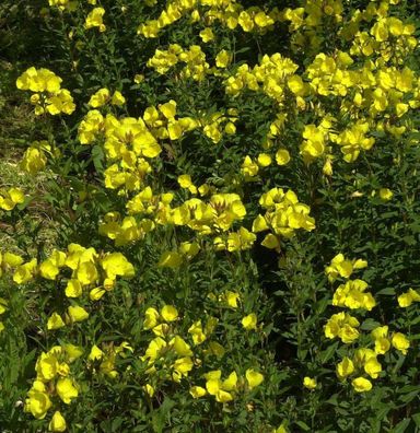 Hohe Nachtkerze - Oenothera fruticosa