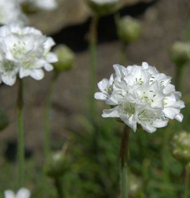 Strandnelke Alba - Armeria maritima