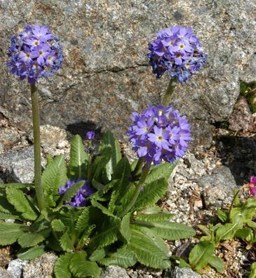 Kugelprimel - Primula denticulata