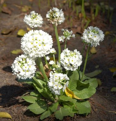 Kugelprimel Alba - Primula denticulata