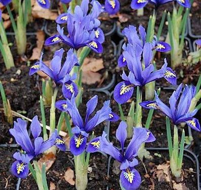 Winteriris Harmony - Iris reticulata