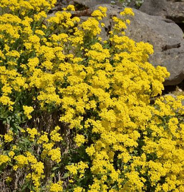 Felsen-Steinkraut - Aurinia saxatile