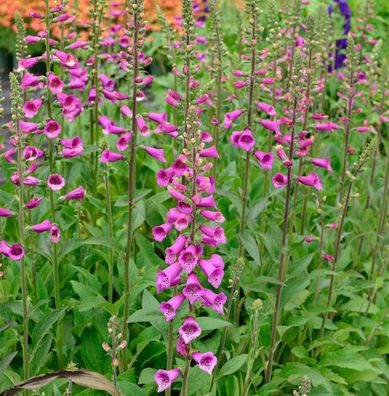 Fingerhut Foxi - Digitalis purpurea