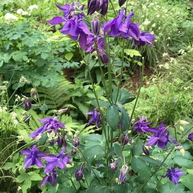 Akelei Blue Barlow - Aquilegia vulgaris