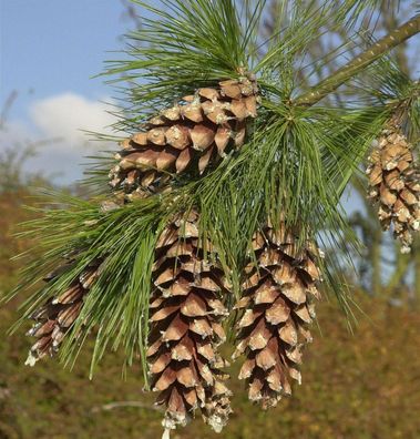 Schwerin Kiefer 60-80cm - Pinus schwerinii