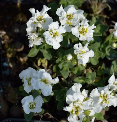Blaukissen Winterberg - Aubrieta cultorum
