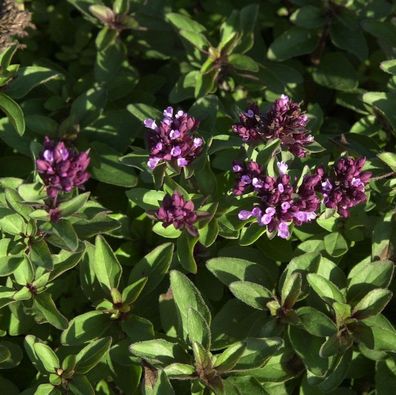 Oregano - Origanum laevigatum