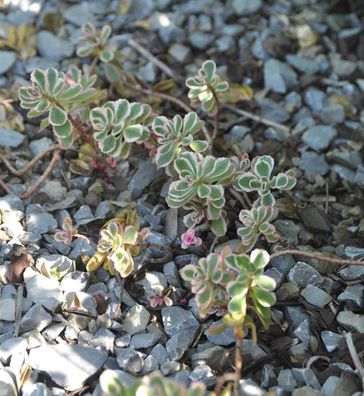 Kaukasus Asienfetthenne Tricolor - Sedum spurium